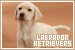 Dogs: Labrador Retrievers