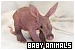 Baby Animals